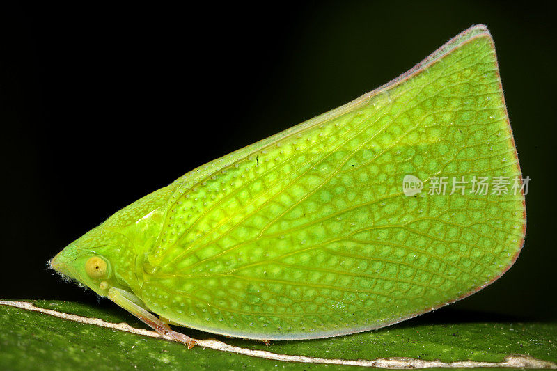 鱼雷虫，又名绿飞虱，又名鱼蛾(半翅目;Fulgoromorpha;Flatidae;Siphanta acuta)